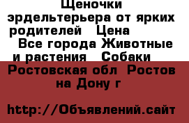 Щеночки эрдельтерьера от ярких родителей › Цена ­ 25 000 - Все города Животные и растения » Собаки   . Ростовская обл.,Ростов-на-Дону г.